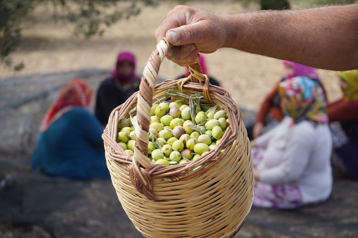 Türkiye'nin önemli zeytin üretim merkezlerinden, zeytinyağıyla coğrafi işarete sahip Balıkesir'in...