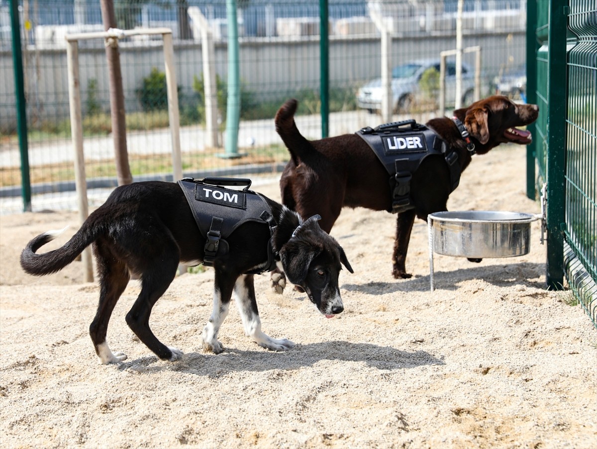 Etimesgut Belediye Başkanı Erdal Beşikçioğlu (sağda), eğitimleri tamamlanan sahipsiz köpeklerden...