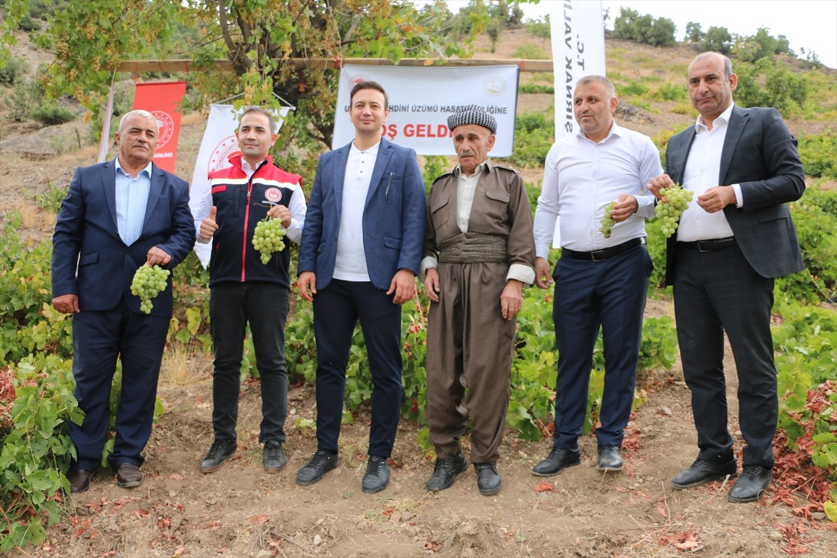 Şırnak'ın Uludere ilçesinde "Behdini Üzümü Hasat Şenliği" yapıldı.