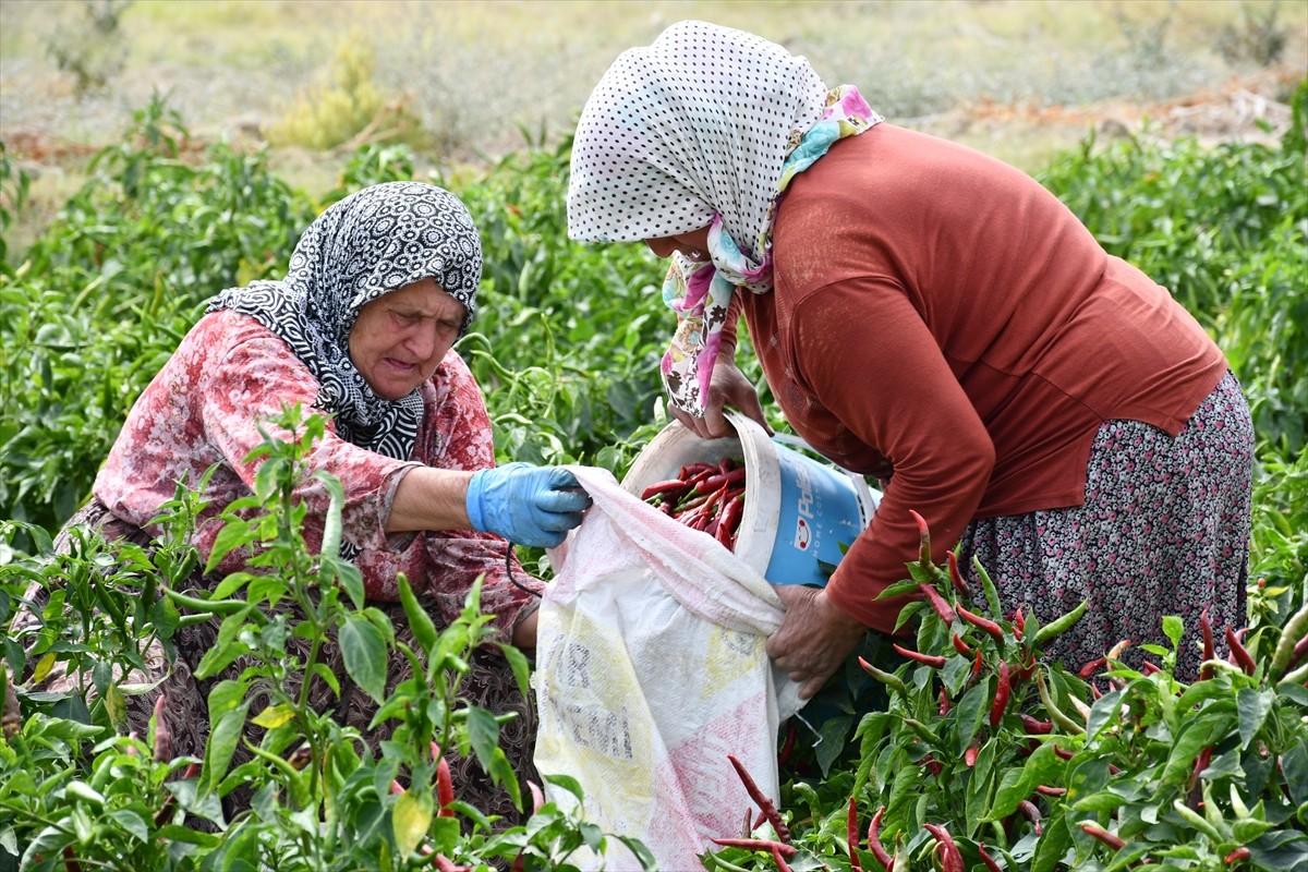 Bilecik'in merkeze bağlı Çukurören köyünde yetiştirilen ve 4 yıl önce coğrafi işaretle tescillenen...