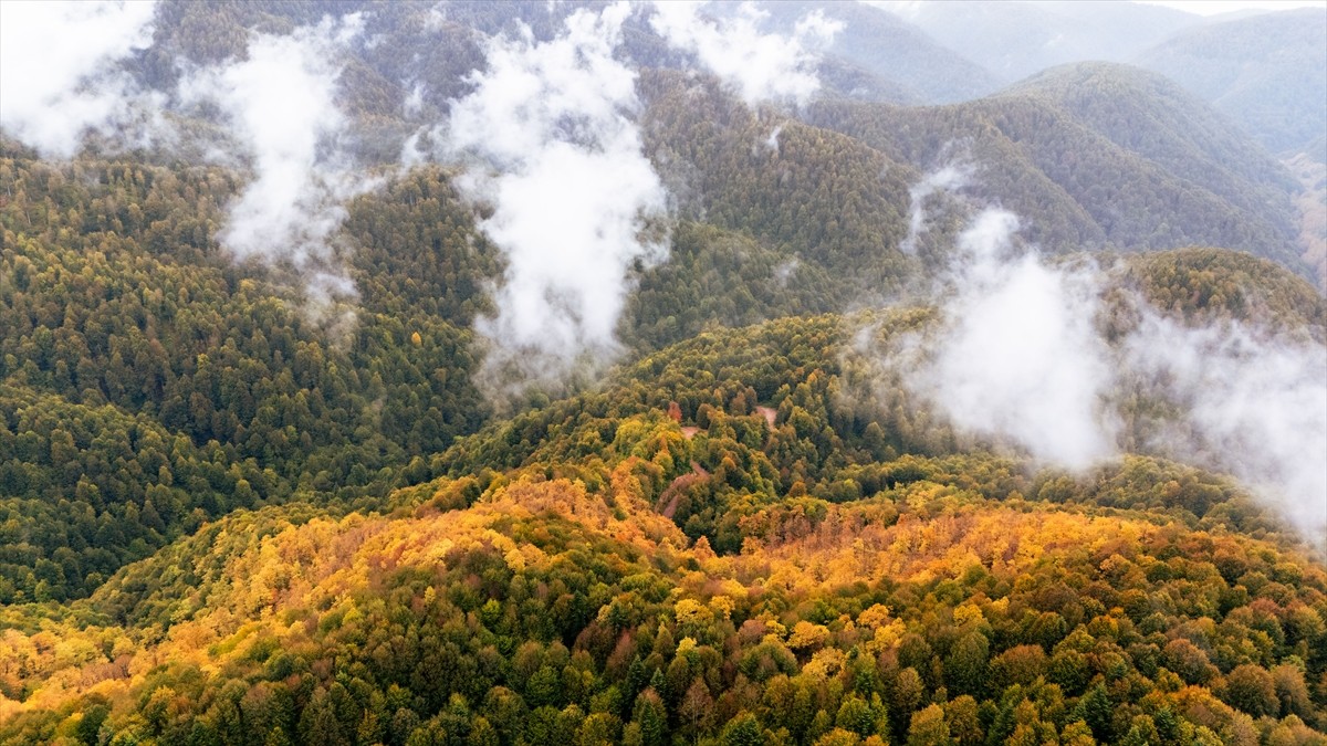 Sakarya'nın Kocaali ve Hendek ilçeleri arasında yer alan Çam Dağı'nda sonbaharın gelmesiyle sarı...