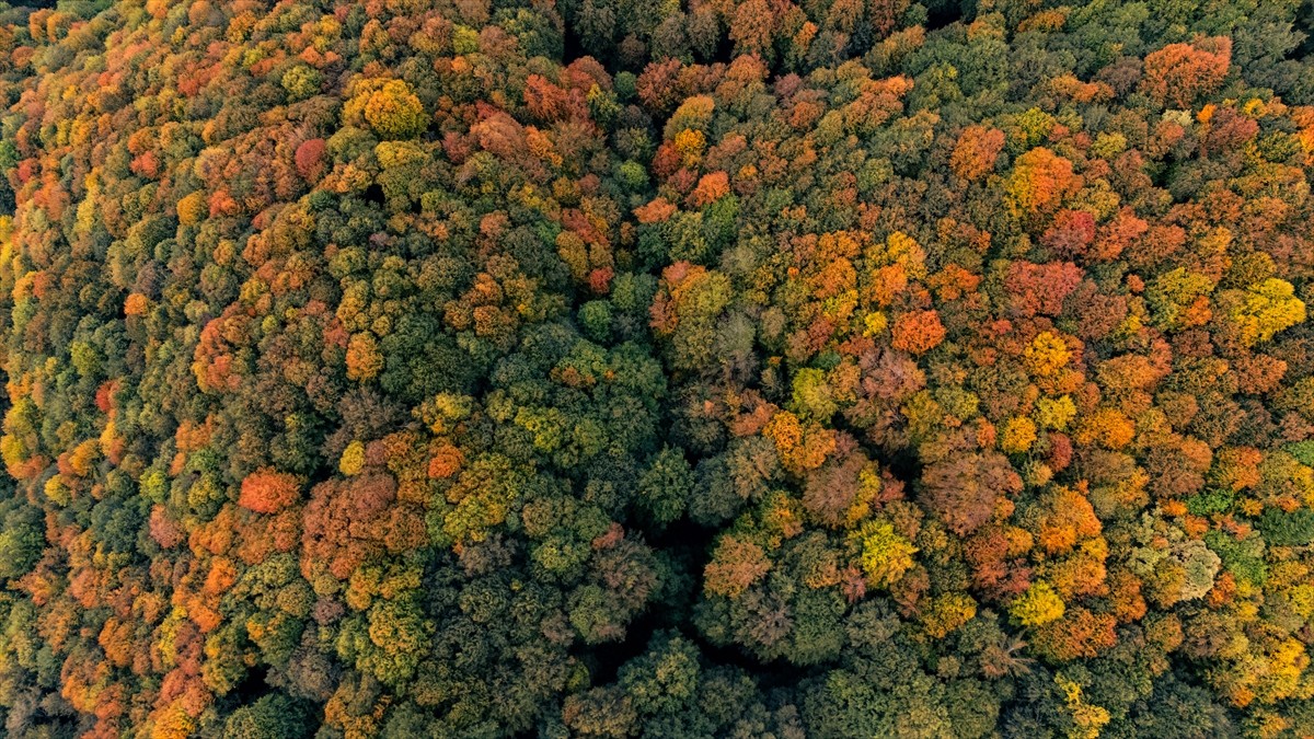 Sakarya'nın Kocaali ve Hendek ilçeleri arasında yer alan Çam Dağı'nda sonbaharın gelmesiyle sarı...