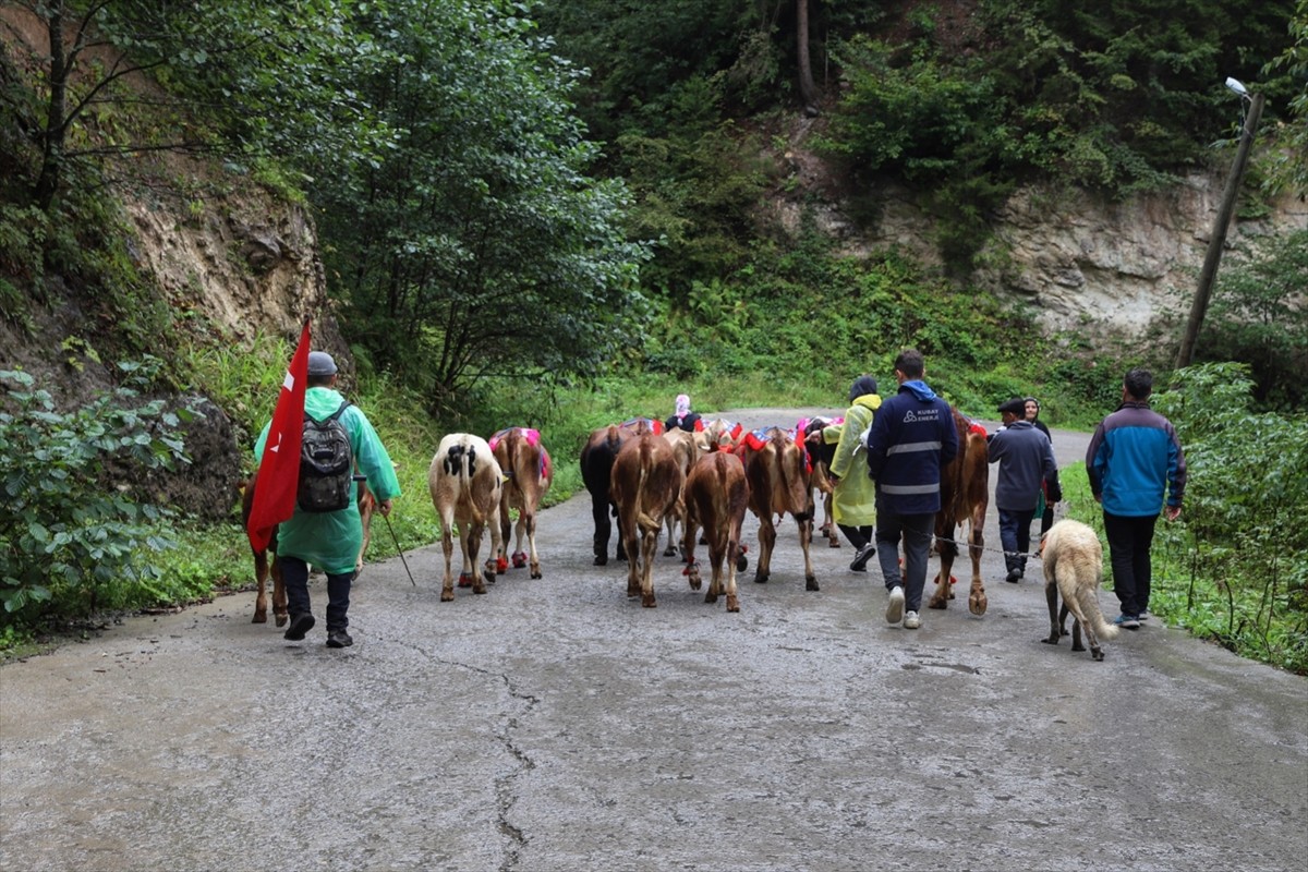 Doğu Karadeniz'de yaz başında küçükbaş ve büyükbaş hayvanlarıyla yaylalara çıkan vatandaşlar...