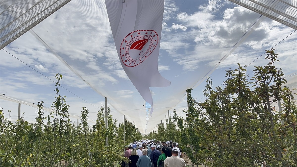 Meyvecilik Araştırma Enstitüsü Müdürlüğü (MAREM), 20 yıllık araştırmalar sonucunda armutlarda...