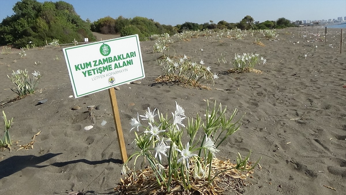 Mersin'in Erdemli ilçesinde koparılması yasak olan kum zambaklarının çiçeklendiği kumsalda...