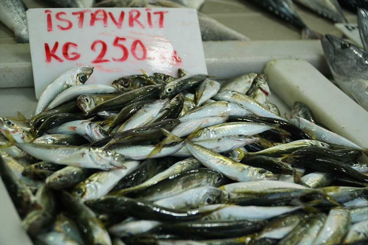 Tekirdağ'dan palamuttan sonra istavrit de tezgahları süslemeye başladı. Marmara Denizi'nde...