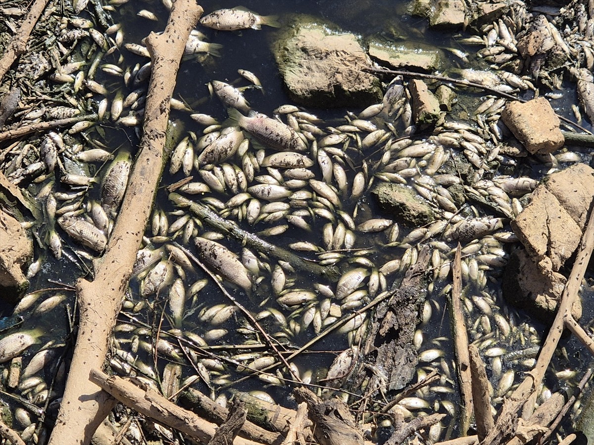 Gediz Nehri'nin Manisa'nın Turgutlu ilçesinden geçen bölümünde toplu balık ölümleri görüldü, su ve...