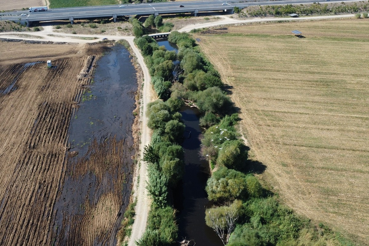 Gediz Nehri'nin Manisa'nın Turgutlu ilçesinden geçen bölümünde toplu balık ölümleri görüldü, su ve...