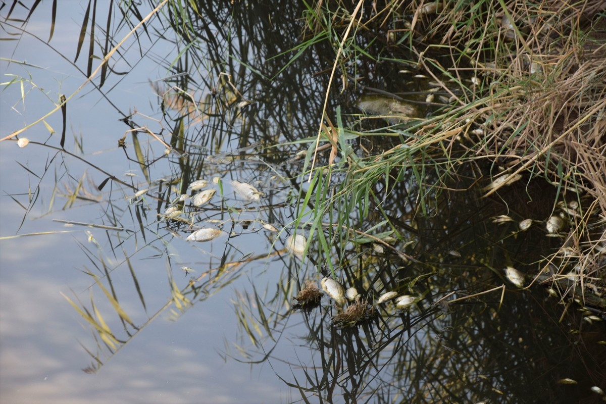 Gediz Nehri'nin Manisa'nın Turgutlu ilçesinden geçen bölümünde toplu balık ölümleri görüldü, su ve...