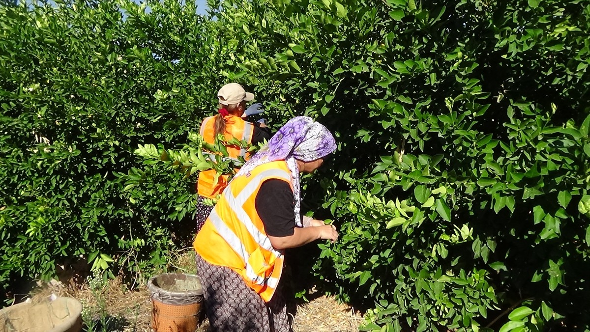 Mersin'in Erdemli ilçesinde erkenci tür limonun hasadına başlandı.