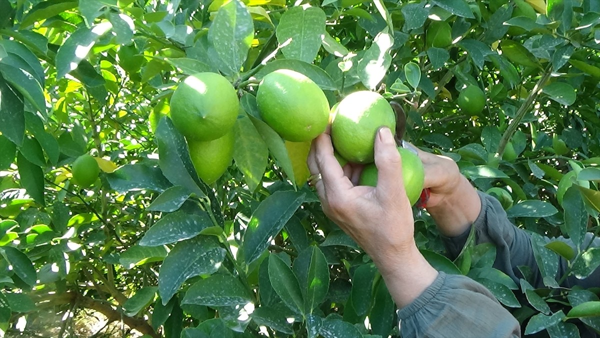 Mersin'in Erdemli ilçesinde erkenci tür limonun hasadına başlandı.