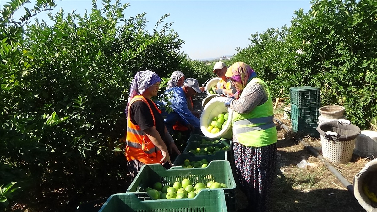 Mersin'in Erdemli ilçesinde erkenci tür limonun hasadına başlandı.