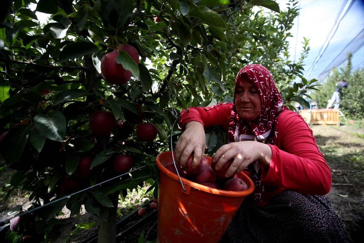 Kayseri'nin Yahyalı ilçesinde hasadı devam eden elma, Kanada, Hindistan, Suudi Arabistan ve Rusya...