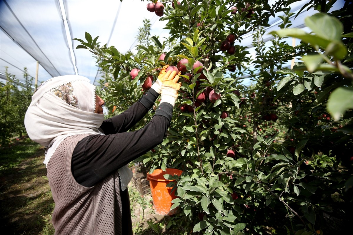 Kayseri'nin Yahyalı ilçesinde hasadı devam eden elma, Kanada, Hindistan, Suudi Arabistan ve Rusya...