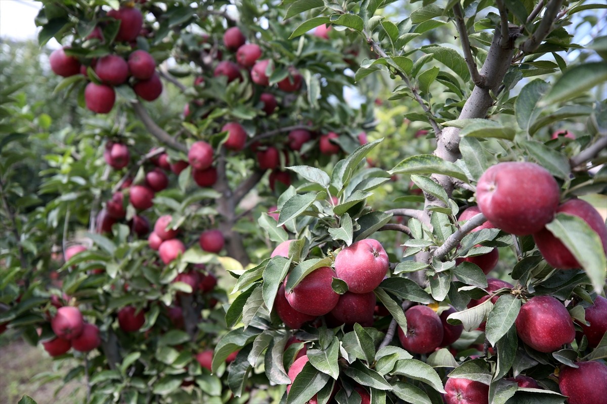 Kayseri'nin Yahyalı ilçesinde hasadı devam eden elma, Kanada, Hindistan, Suudi Arabistan ve Rusya...