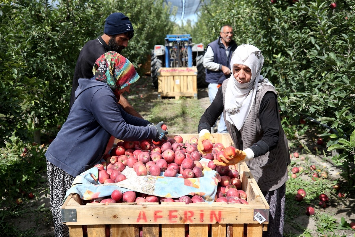 Kayseri'nin Yahyalı ilçesinde hasadı devam eden elma, Kanada, Hindistan, Suudi Arabistan ve Rusya...