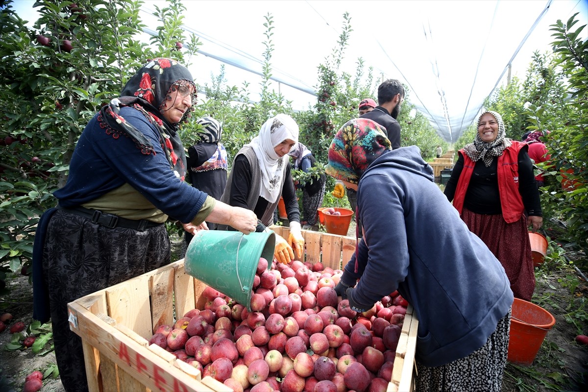 Kayseri'nin Yahyalı ilçesinde hasadı devam eden elma, Kanada, Hindistan, Suudi Arabistan ve Rusya...