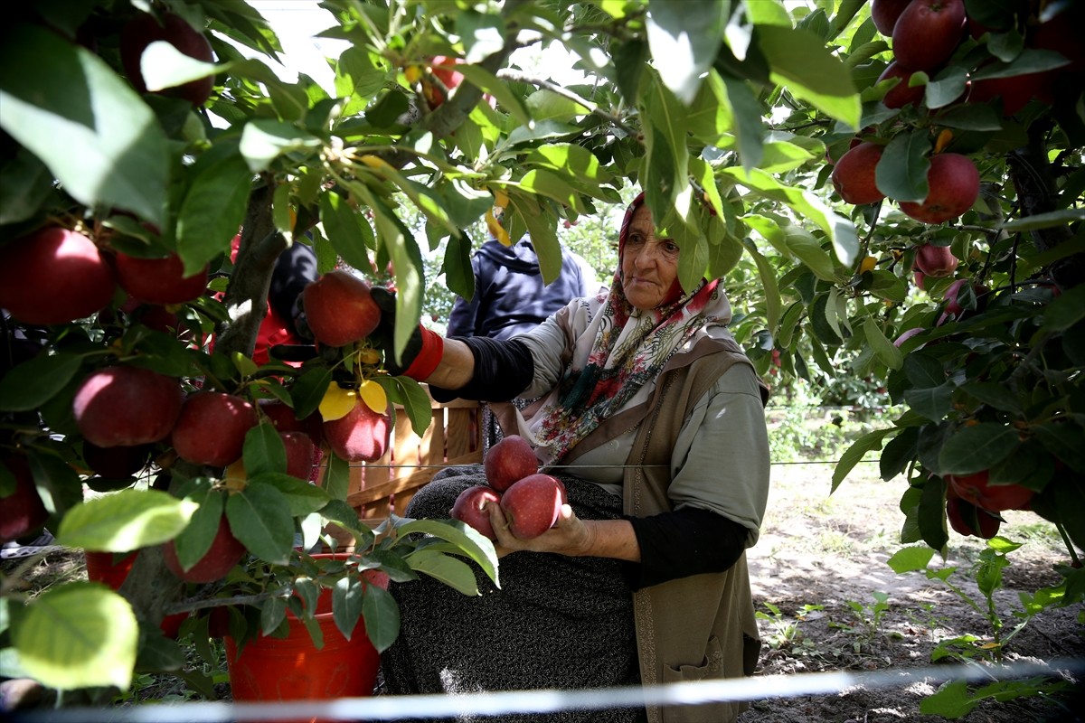 Kayseri'nin Yahyalı ilçesinde hasadı devam eden elma, Kanada, Hindistan, Suudi Arabistan ve Rusya...