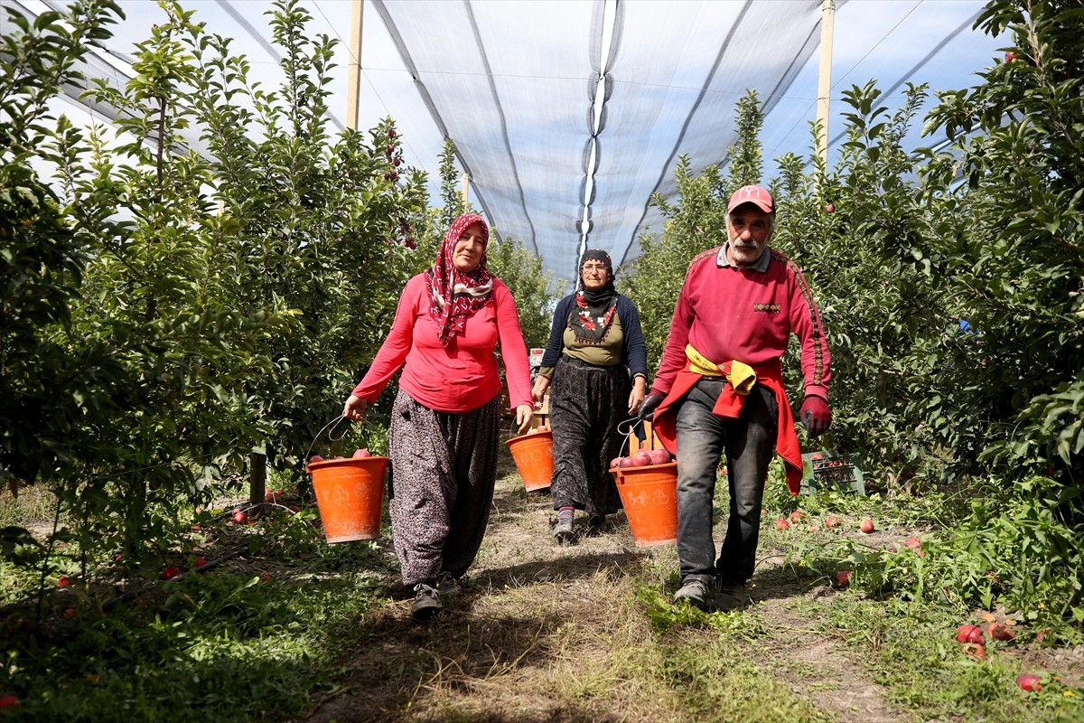 Kayseri'nin Yahyalı ilçesinde hasadı devam eden elma, Kanada, Hindistan, Suudi Arabistan ve Rusya...