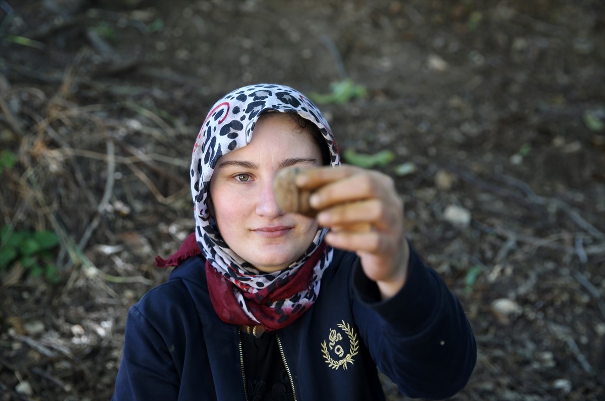 Muş'ta cevizin en çok yetiştirildiği köylerden Yücetepe'de, yaklaşık 5 bin ağaçta hasat başladı....