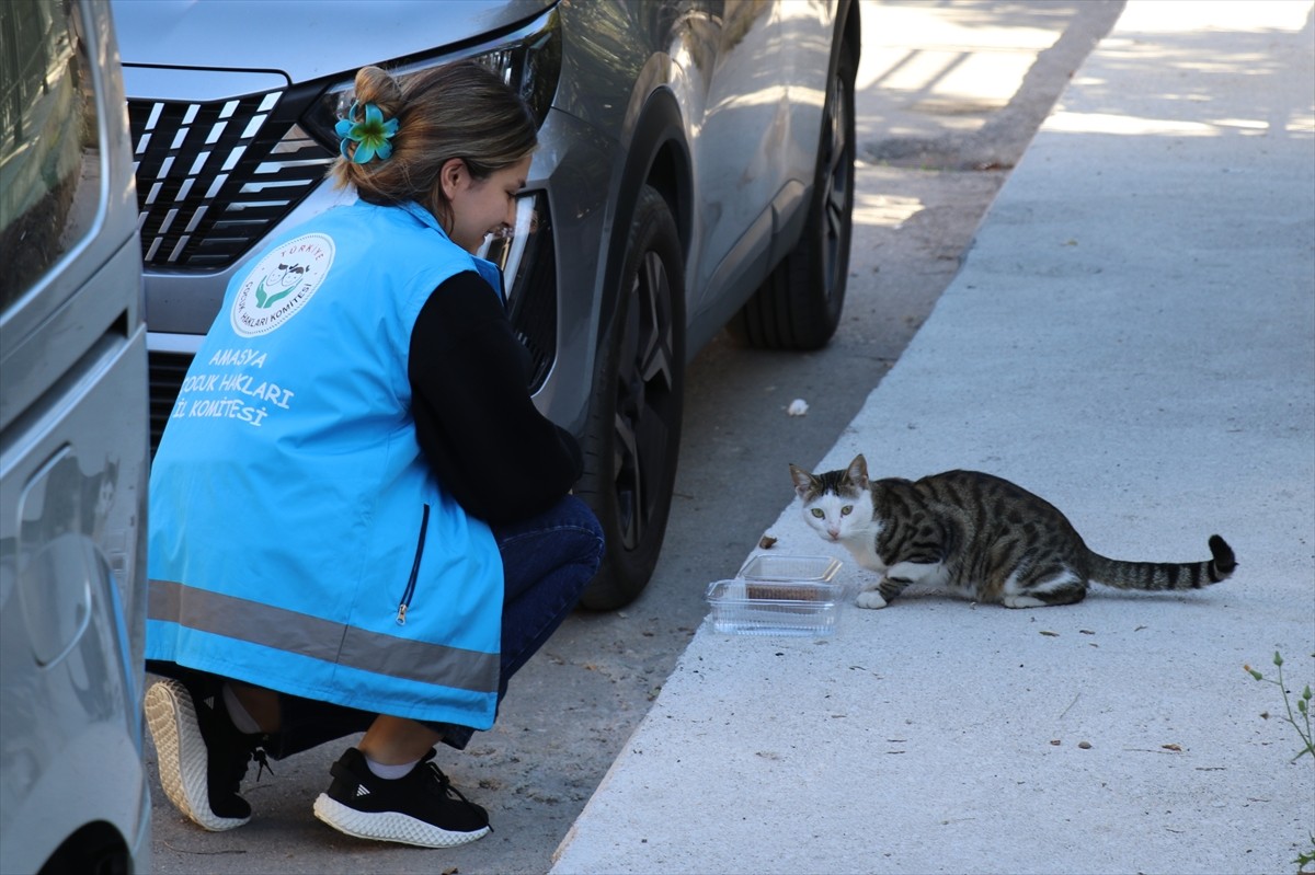 Amasya'da öğrenciler, sokaklarda uygun yerlere kedi ve köpekler için mama ve su koydu. Aile ve...