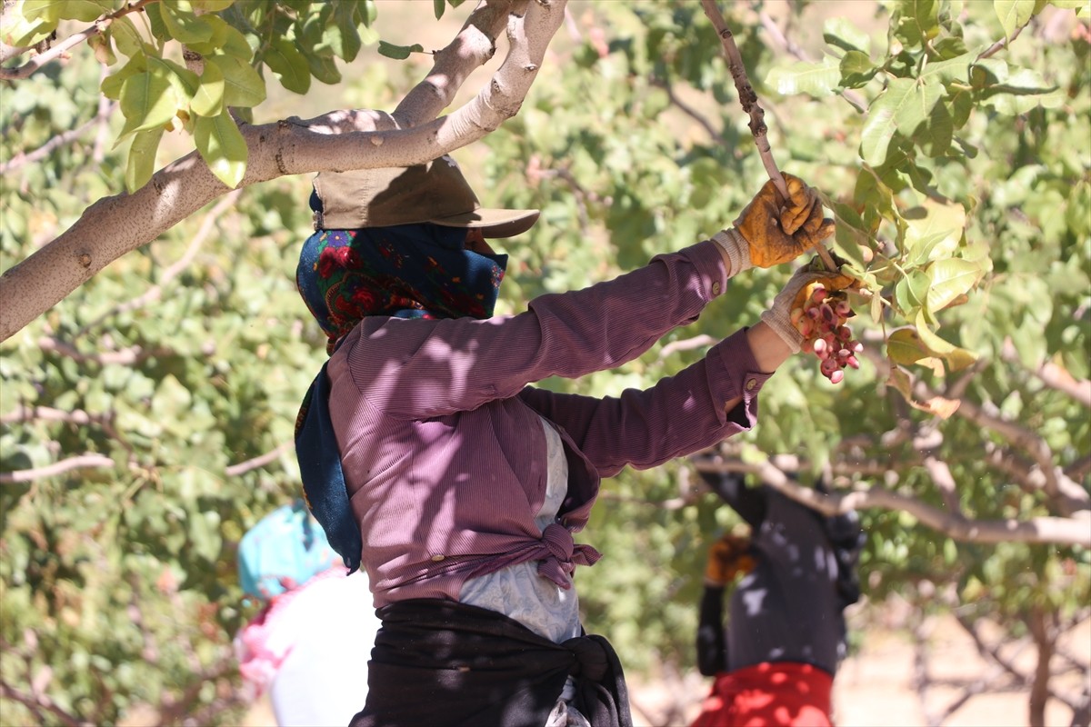 Siirt'in Tillo ilçesinde "Siirt Fıstığı Doğa ve Kültür Festivali" kapsamında fıstık hasadı...