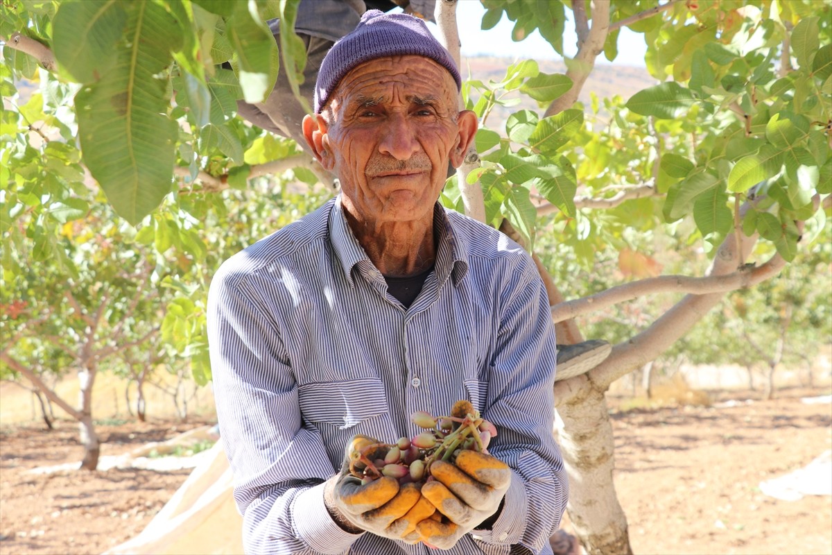 Siirt'in Tillo ilçesinde "Siirt Fıstığı Doğa ve Kültür Festivali" kapsamında fıstık hasadı...