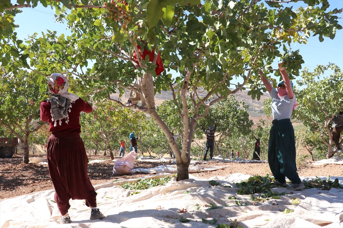 Siirt'in Tillo ilçesinde "Siirt Fıstığı Doğa ve Kültür Festivali" kapsamında fıstık hasadı...