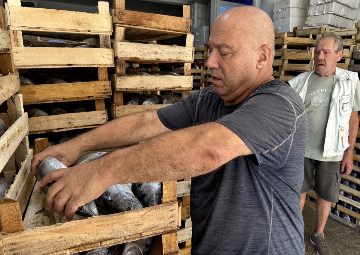 Türkiye'nin önemli balıkçılık kentlerinden Sinop'ta denize açılan balıkçılar, bir gecede 2 bin...