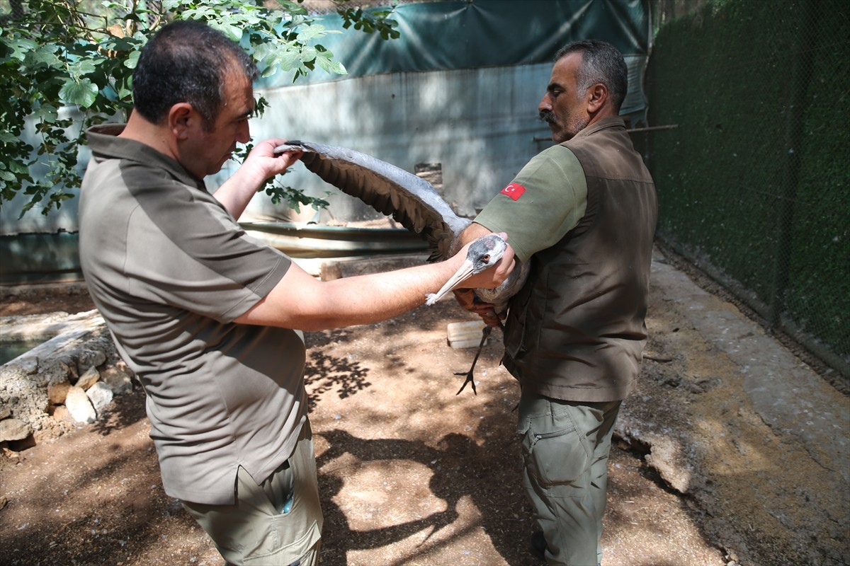 Şanlıurfa'daki Gölpınar Yaban Hayvanı Kurtarma ve Rehabilitasyon Merkezi'ne 4 yıl önce güçsüz ve...