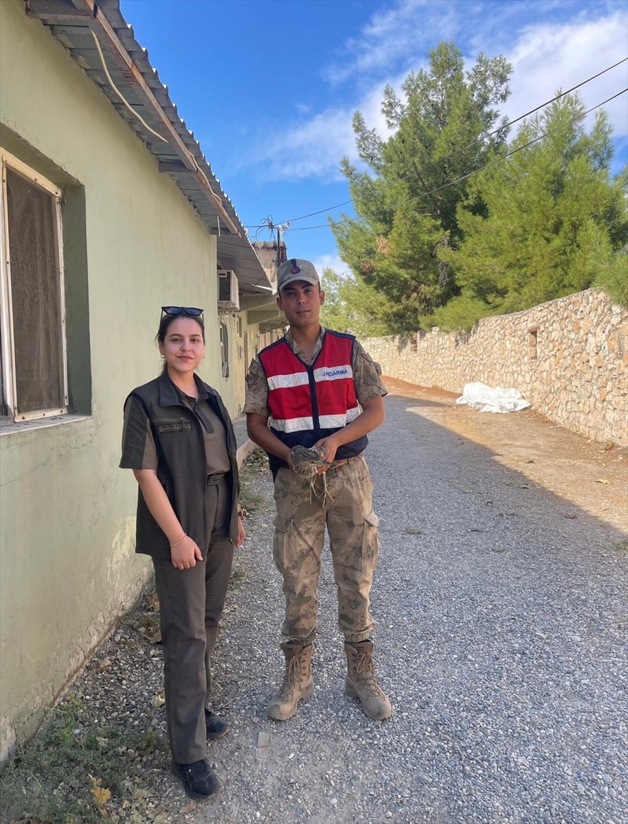 Şırnak'ın Güçlükonak ilçesinde, arazide yaralı bulunan gece balıkçıl kuşu tedavi altına...