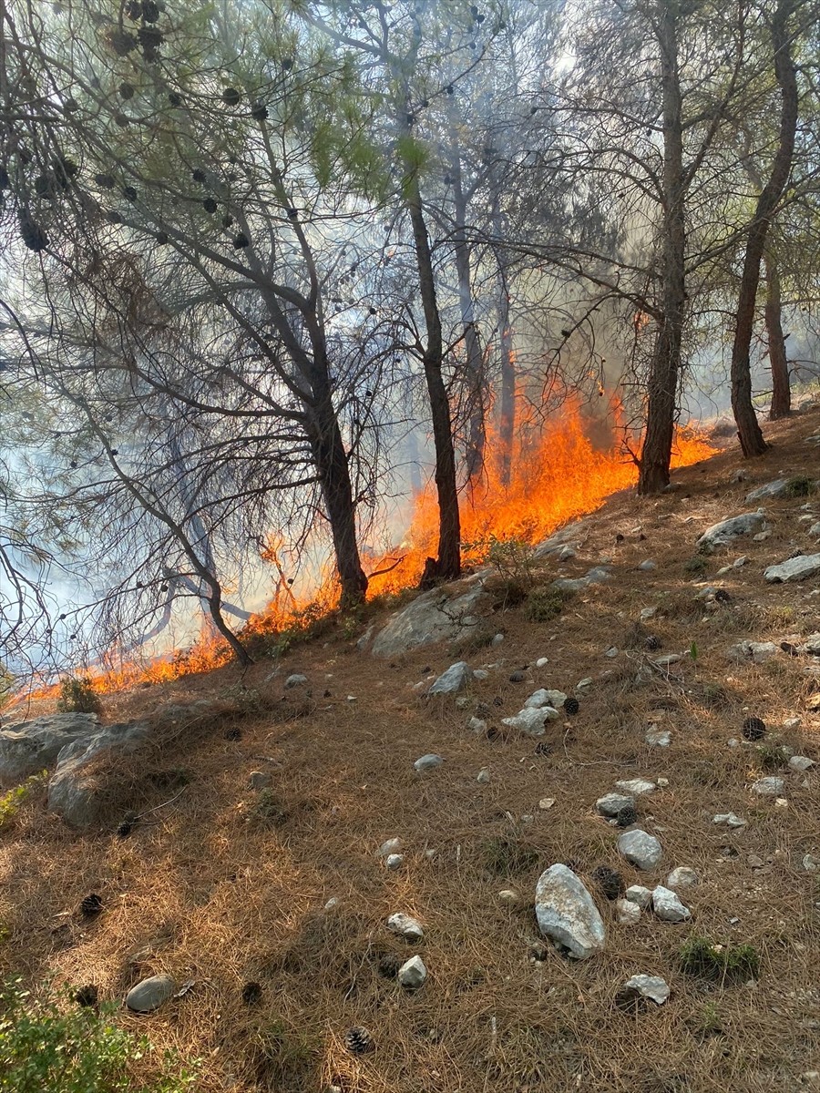 Mersin'in Silifke ilçesinde ormanlık alanda çıkan yangın söndürüldü.