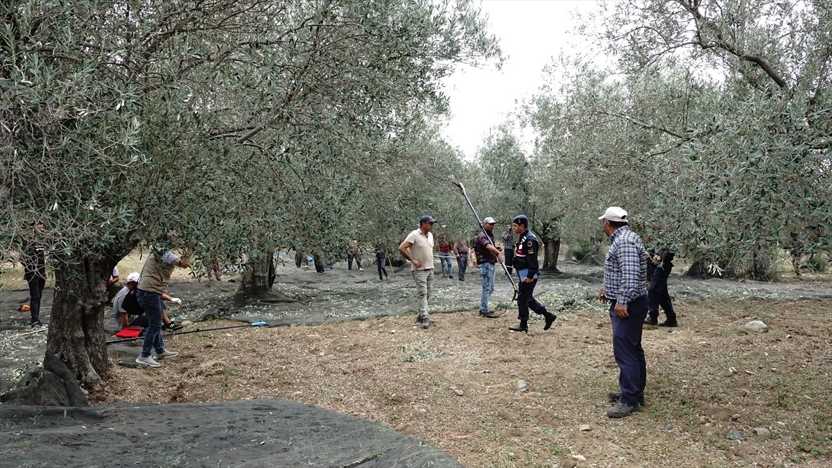 Türkiye'nin zeytinyağı üretiminin yüzde 10'unun karşılandığı Balıkesir'de zeytin hasadının...