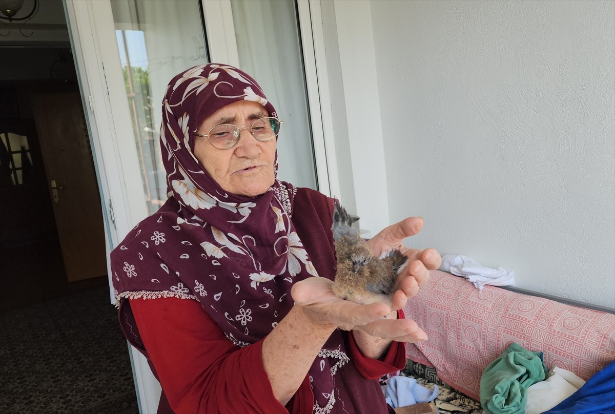 Amasya'nın Suluova ilçesinde annesinin terk ettiği kumru yavrusuna 78 yaşındaki Zahide Yivli sahip...