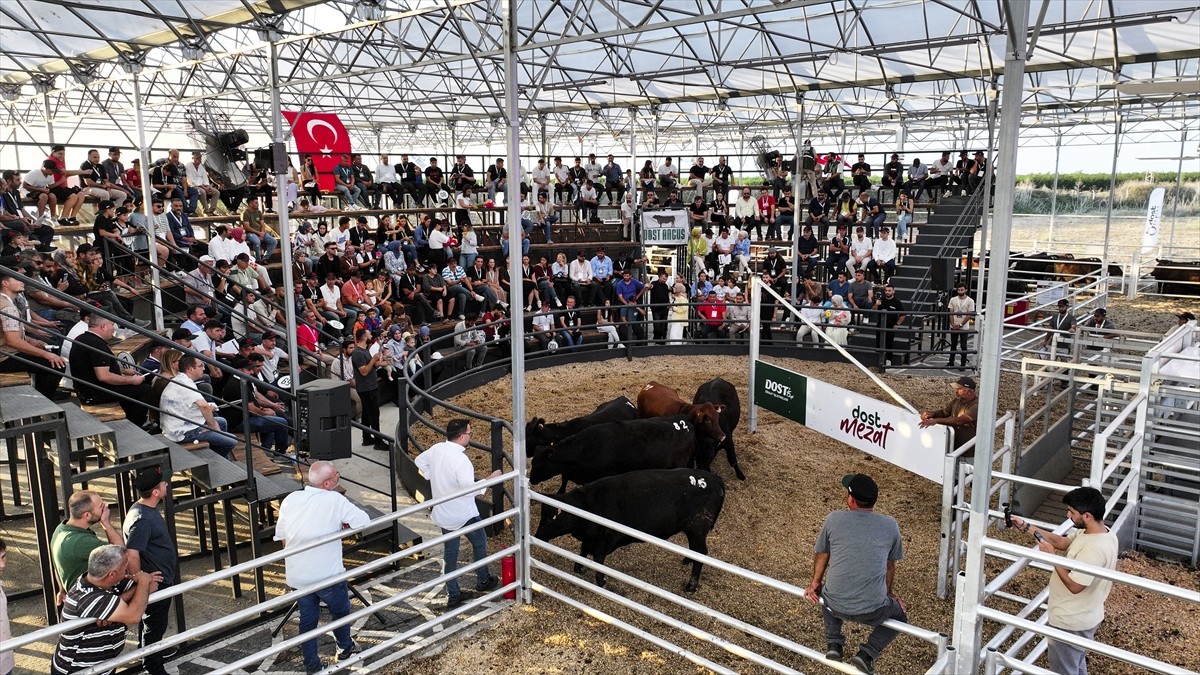 Adana'da büyükbaş hayvan satışındaki çeşitli aracılık masraflarının ortadan kaldırılması ve daha...