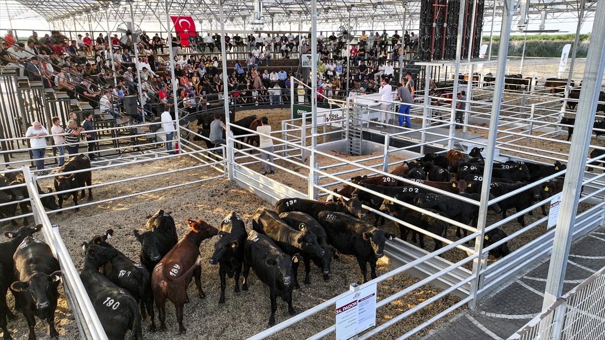 Adana'da büyükbaş hayvan satışındaki çeşitli aracılık masraflarının ortadan kaldırılması ve daha...