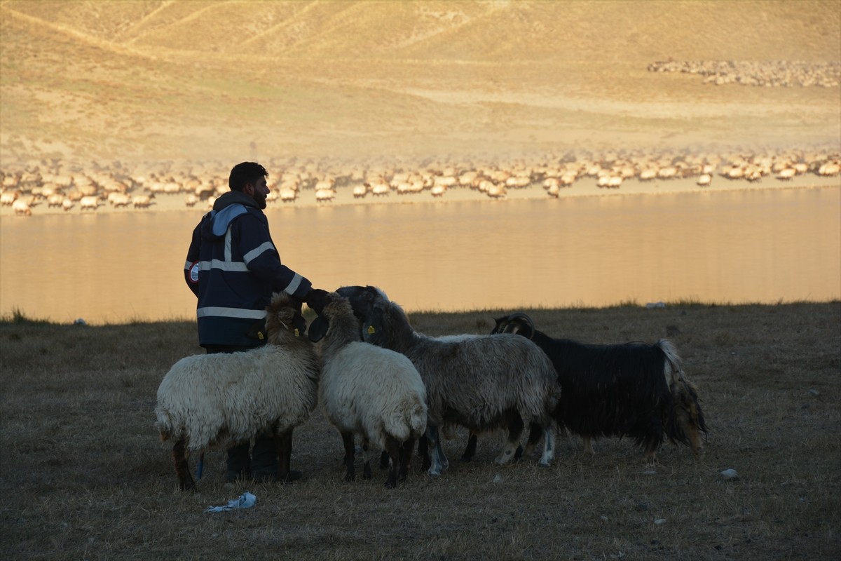 Bitlis'in Tatvan ilçesinde Nemrut Dağı eteklerindeki yaylalara götürülen küçükbaş sürüleri, su...