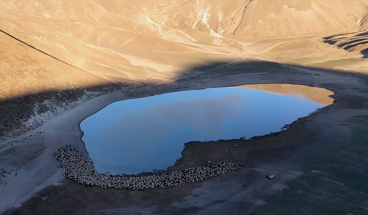 Bitlis'in Tatvan ilçesinde Nemrut Dağı eteklerindeki yaylalara götürülen küçükbaş sürüleri, su...