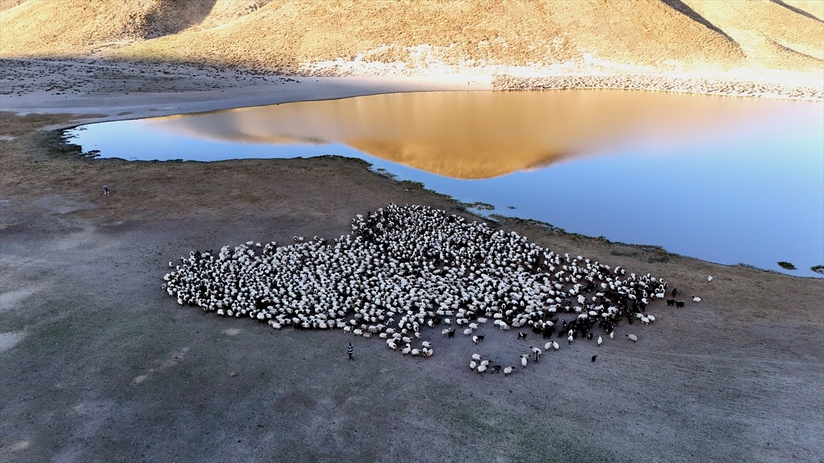 Bitlis'in Tatvan ilçesinde Nemrut Dağı eteklerindeki yaylalara götürülen küçükbaş sürüleri, su...