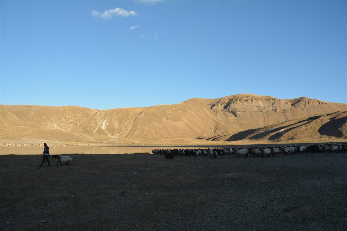 Bitlis'in Tatvan ilçesinde Nemrut Dağı eteklerindeki yaylalara götürülen küçükbaş sürüleri, su...