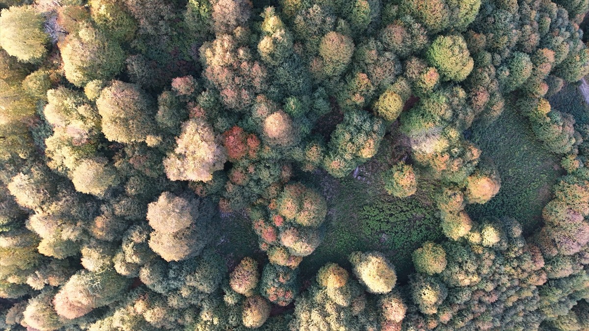 Artvin'de yerli ve yabancı turistlerin en çok ziyaret ettiği yerler arasındaki Borçka Karagöl...