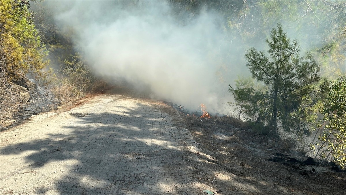 Antalya'nın Alanya ilçesinde çıkan orman yangını kontrol altına alındı.  