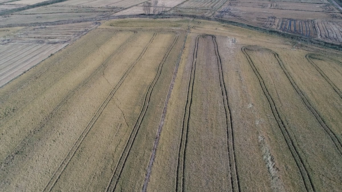 Türkiye Ziraat Odaları Birliği (TZOB) Genel Başkanı Şemsi Bayraktar, Çanakkale'nin Biga ilçesinde...