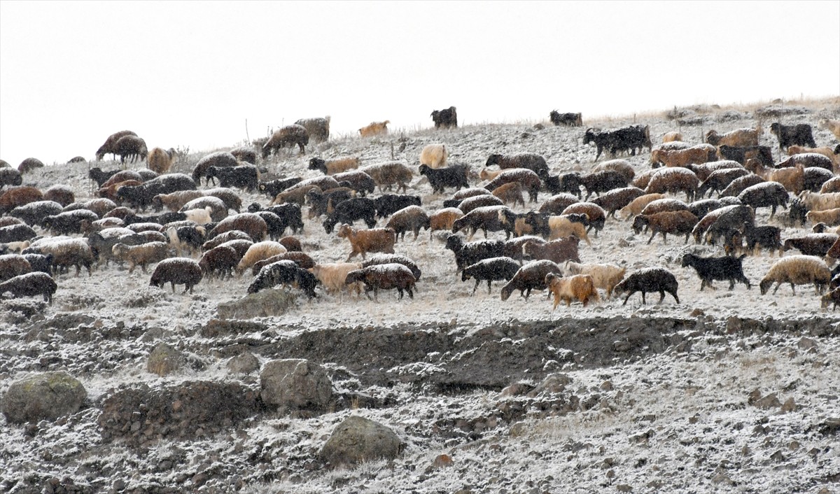 Kars'ın Sarıkamış ilçesinde etkili olan kar, besicilere zor anlar yaşattı. İsli mağara bölgesinde...