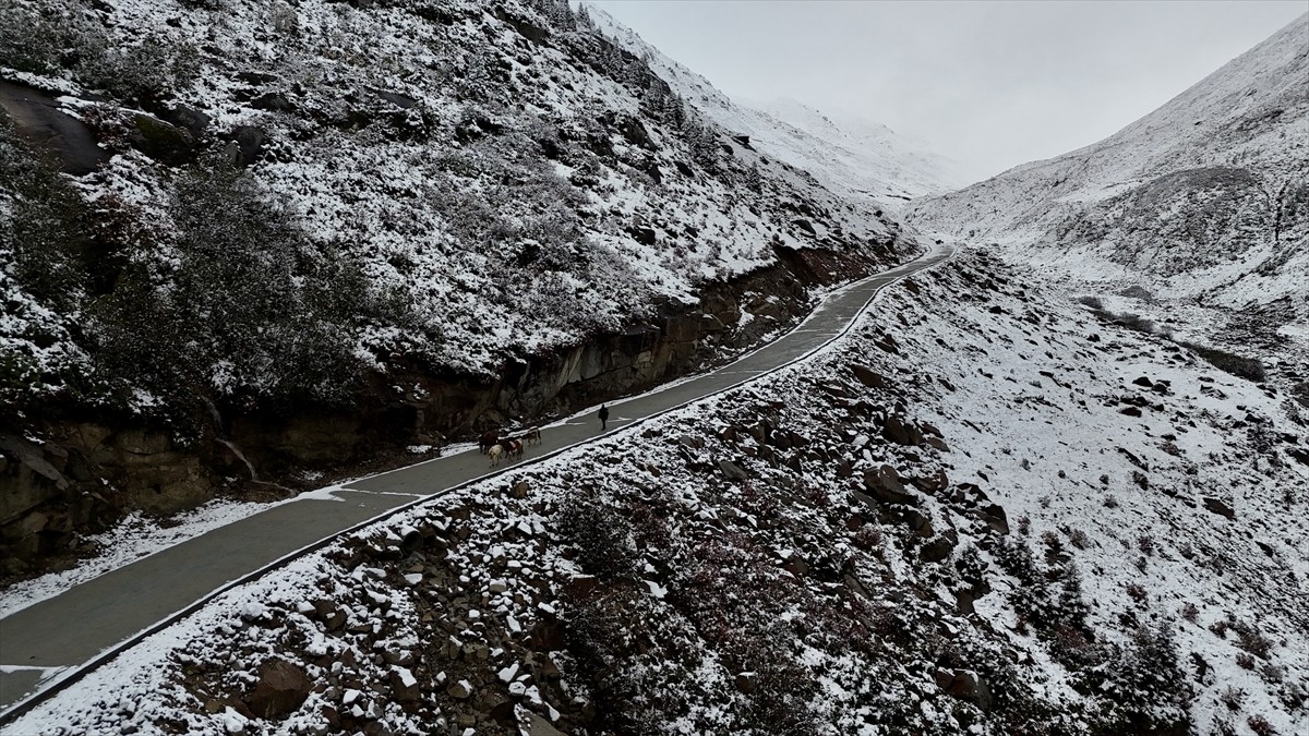 Rize'nin Çamlıhemşin ilçesinde baharda hayvanlarıyla yaylalara çıkan vatandaşlar köylere dönüş...