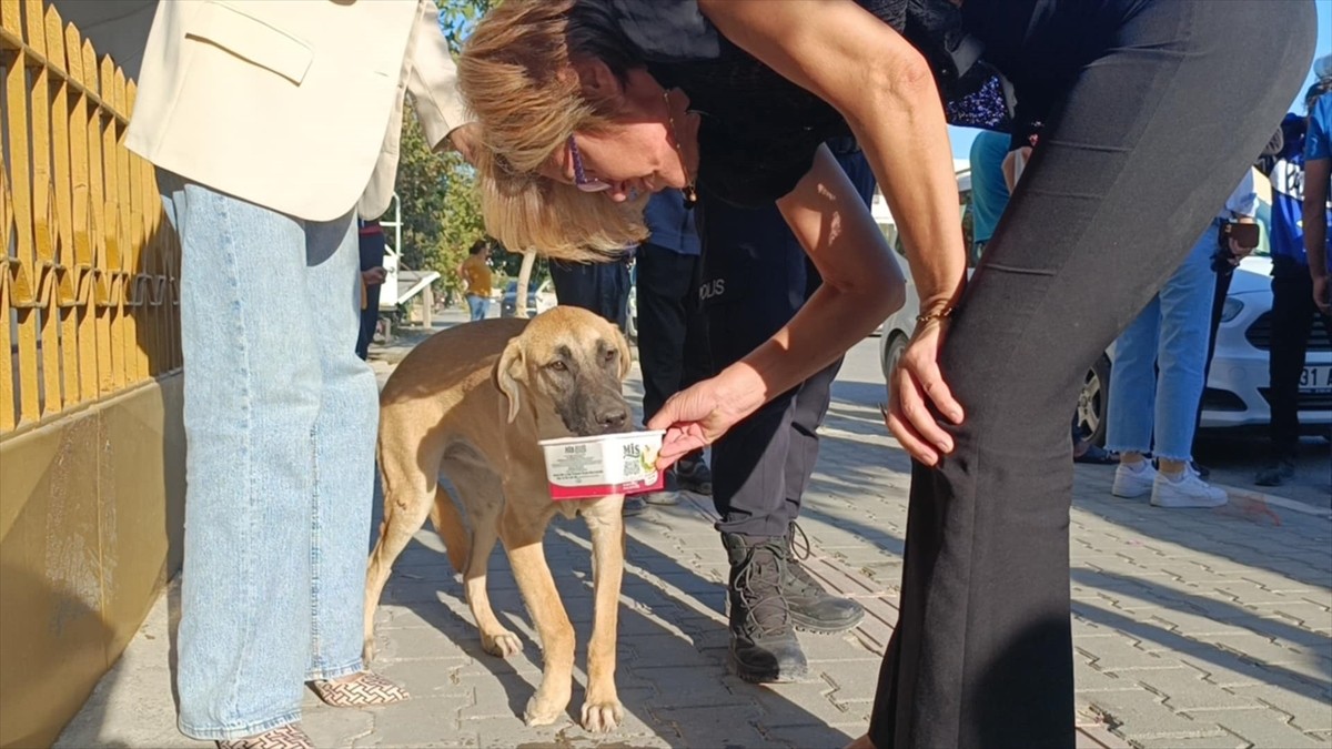 Hatay'ın Samandağ ilçesinde köpeğe çarparak devrilen motosikletin sürücüsü yaralandı.