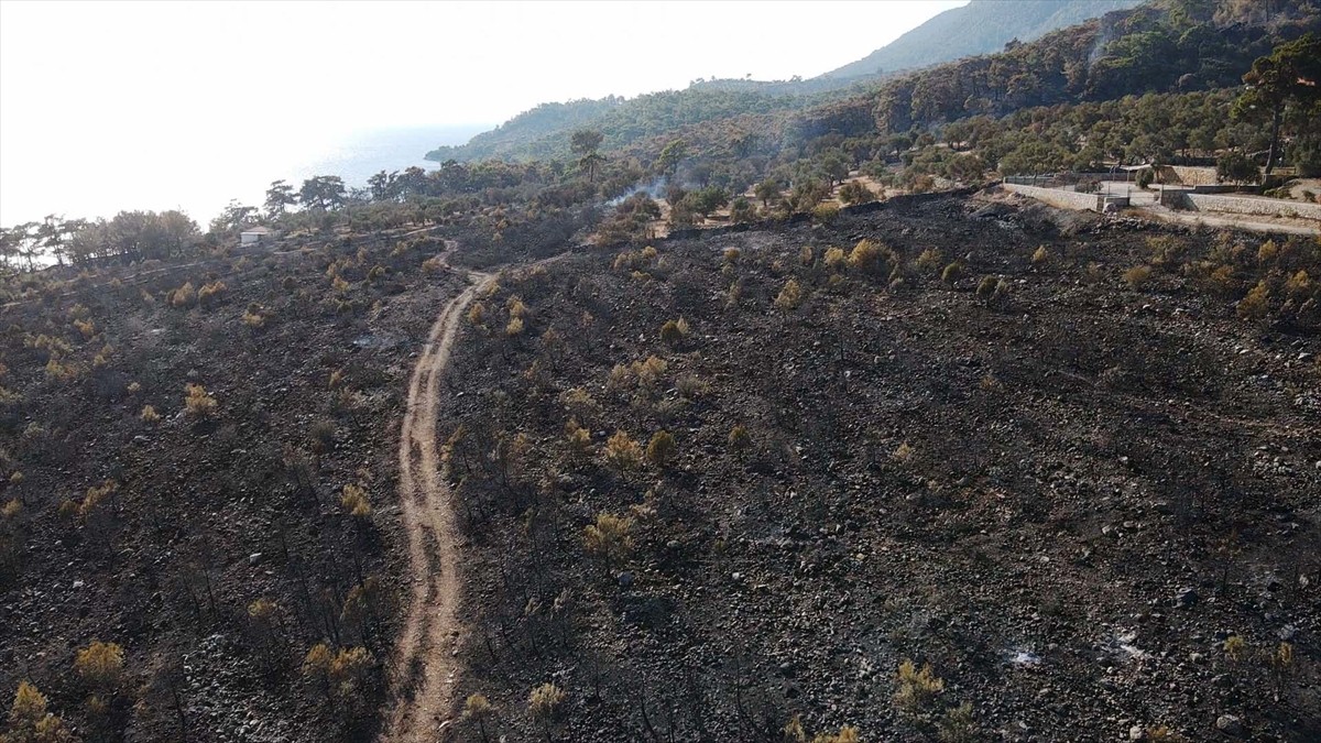 Muğla'nın Menteşe ilçesinde çıkan orman yangınında zarar gören alanlar, Anadolu Ajansı (AA) ekibi...