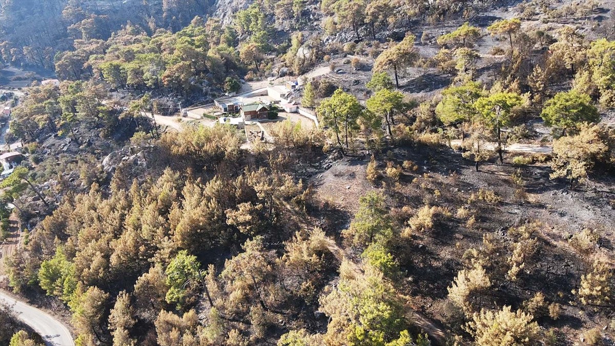 Muğla'nın Menteşe ilçesinde çıkan orman yangınında zarar gören alanlar, Anadolu Ajansı (AA) ekibi...