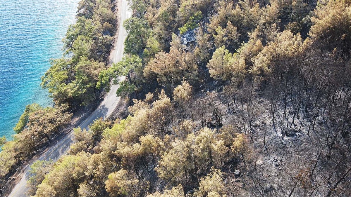 Muğla'nın Menteşe ilçesinde çıkan orman yangınında zarar gören alanlar, Anadolu Ajansı (AA) ekibi...