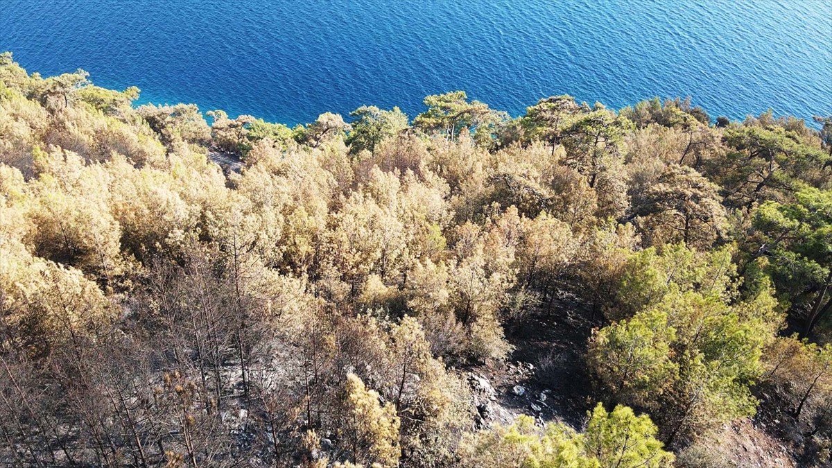 Muğla'nın Menteşe ilçesinde çıkan orman yangınında zarar gören alanlar, Anadolu Ajansı (AA) ekibi...